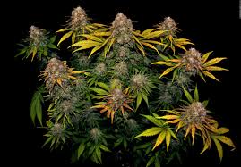 White Widow und die Entwicklung der Cannabiskultur 