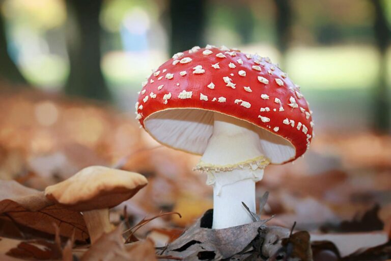 Fliegenpilz in der modernen Wellness-Kultur